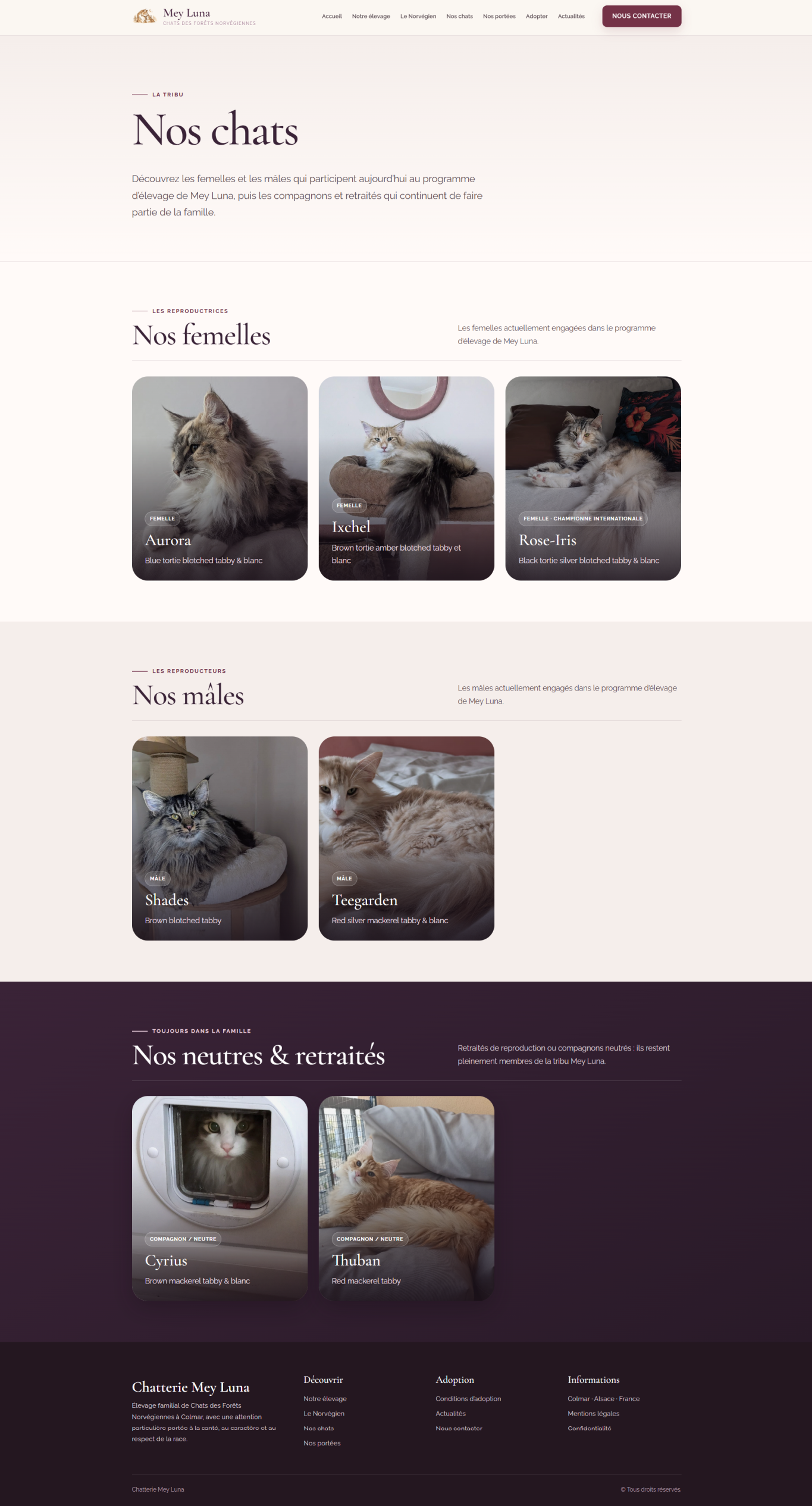 Nouvelle page Nos chats de la Chatterie Mey Luna