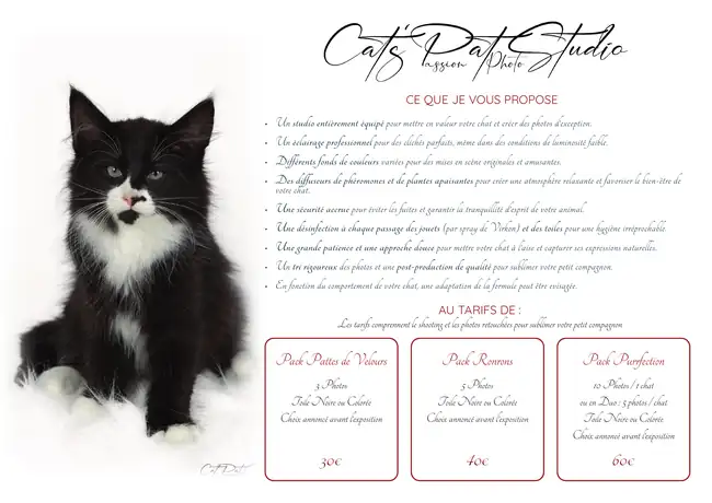 Affiche A3 Cat’s Pat Studio conçue par Web Design Concepts