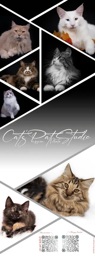 Roll-up Cat’s Pat Studio conçu par Web Design Concepts pour les expositions félines